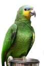 Venezuela Amazon parrot on white Royalty Free Stock Photo