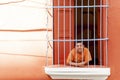 Venezuela Caracas 21/01/2012. Man leaning on the window of an old house in La Pastora neighborhood