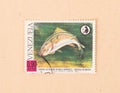 A stamp printed in Venezuela shows a large fish, circa 1968