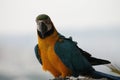 Venezuelan Guacamaya Bird