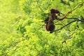 Venezuelan red howler