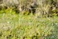 Venglazenmaker, Common Hawker, Aeshna juncea Royalty Free Stock Photo