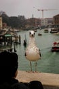 Tourists looking at a seagull on Ponte degli Scalzi in Venice city Royalty Free Stock Photo
