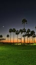 Venice beach sunset California palm tree skate park Royalty Free Stock Photo