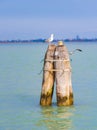 Venice buoy and navigation light in the lagoon Royalty Free Stock Photo