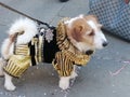 Venice carnival- costume of dog-veneto italy Royalty Free Stock Photo
