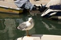 Venice, Italy - April 19, 2019: Seagull model posing on boat in one of Canal in Venice, Italy during sunny day Royalty Free Stock Photo