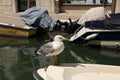 Venice, Italy - April 19, 2019: Seagull model posing on boat in one of Canal in Venice, Italy during sunny day Royalty Free Stock Photo