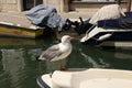 Venice, Italy - April 19, 2019: Seagull model posing on boat in one of Canal in Venice, Italy during sunny day Royalty Free Stock Photo