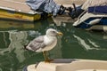 Venice, Italy - April 19, 2019: Seagull model posing on boat in one of Canal in Venice, Italy during sunny day Royalty Free Stock Photo