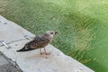 Venice, Italy - April 19, 2019: Seagull model posing on the edge of one of Canal in Venice, Italy during sunny day Royalty Free Stock Photo