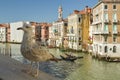 Seagull model posing on Ponte Rialto over Canal Grande in Venice, Italy