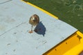 Venice, Italy - April 19, 2019: Seagull model posing on the yellow taxi boat in one of Canal in Venice, Italy during sunny day Royalty Free Stock Photo