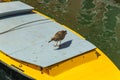 Venice, Italy - April 19, 2019: Seagull model posing on the yellow taxi boat in one of Canal in Venice, Italy during sunny day Royalty Free Stock Photo