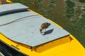 Venice, Italy - April 19, 2019: Seagull model posing on the yellow taxi boat in one of Canal in Venice, Italy during sunny day Royalty Free Stock Photo