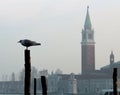 Venice, Italy, December 28, 2018 seagull in the foreground on a wooden pole with bell tower in the background