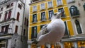 Seagulls, the aggressive birds that adapt to live in the city