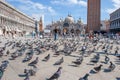 people enjoy the San Marco square in venice with many dowes at the floor waiting for being feeded Royalty Free Stock Photo