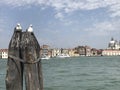 Venice love seagulls