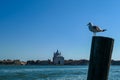 Venice - Seagull sitting on wooden pole with scenic view over Venetian lagoon in Venice Royalty Free Stock Photo