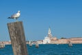 Venice - Seagull sitting on wooden pole with scenic view over Venetian lagoon in Venice Royalty Free Stock Photo