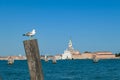 Venice - Seagull sitting on wooden pole with scenic view over Venetian lagoon in Venice Royalty Free Stock Photo