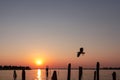 Venice - Silhouette of seagull flying over wooden pole with scenic sunset view over Venetian lagoon Royalty Free Stock Photo