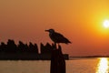 Venice - Silhouette of seagull sitting on wooden pole with scenic sunset view over Venetian lagoon Royalty Free Stock Photo