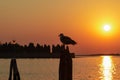 Venice - Silhouette of seagull sitting on wooden pole with scenic sunset view over Venetian lagoon Royalty Free Stock Photo