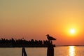 Venice - Silhouette of seagull sitting on wooden pole with scenic sunset view over Venetian lagoon Royalty Free Stock Photo