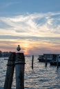 Venice At Sunset With Seagull, Italy Royalty Free Stock Photo