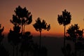 Vening in a pine forest sensitize glum Royalty Free Stock Photo