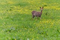 Venison walking around in the grass and eatin Royalty Free Stock Photo