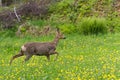 Venison walking around in the grass and eating Royalty Free Stock Photo