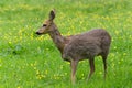 Venison walking around in the grass and eating. Royalty Free Stock Photo