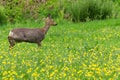 Venison walking around in the grass and eating. Royalty Free Stock Photo