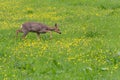 Venison walking around in the grass and eating Royalty Free Stock Photo