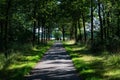 Venlo, Limburg, The Netherlands - Two senior woman walking a tree alley in the woods