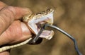 The venom and fangs of a venomous snake