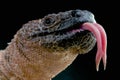 Venomous Beaded lizard / Heloderma horridum Royalty Free Stock Photo