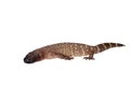 Venomous Beaded lizard isolated on white