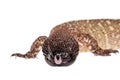 Venomous Beaded lizard isolated on white