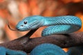 Close Up of Venomous Blue Insularis Viper Snake Royalty Free Stock Photo