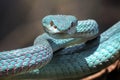 The Closer Look of Venomous Blue Insularis Viper Snake Royalty Free Stock Photo