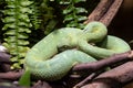 Venomous Bush Viper Atheris squamigera on tree Royalty Free Stock Photo