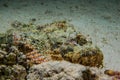 Venomous camouflaged scorpion fish Royalty Free Stock Photo