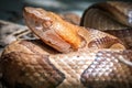 Venomous Copperhead (Agkistrodon contortrix)