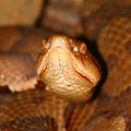 Copperhead Snake (Agkistrodon contortrix)