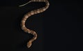 Venomous copperhead snake on black background