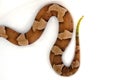 Venomous Copperhead snake tail Royalty Free Stock Photo